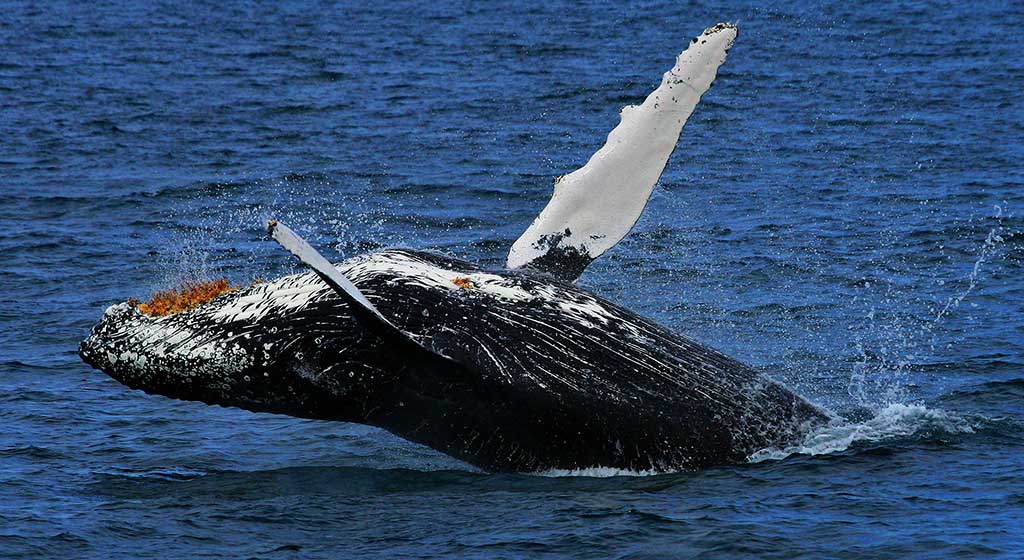 Breaching Humpback