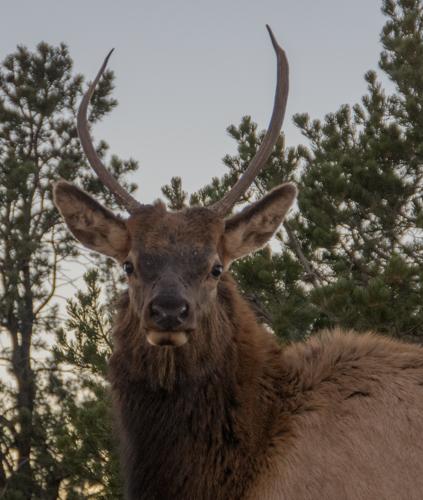  Elk stag at Mather Point, Grand Canyon