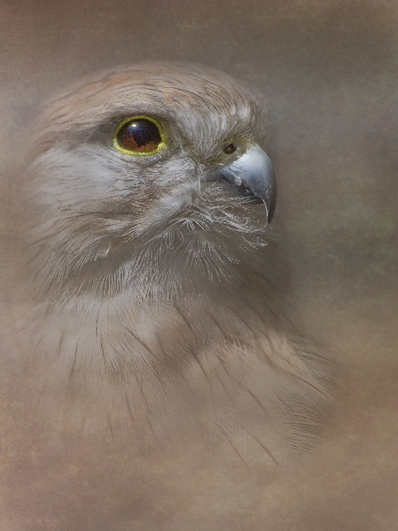 Australian Kestrel