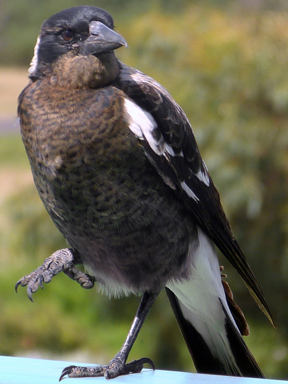 Magpie Tai Chi