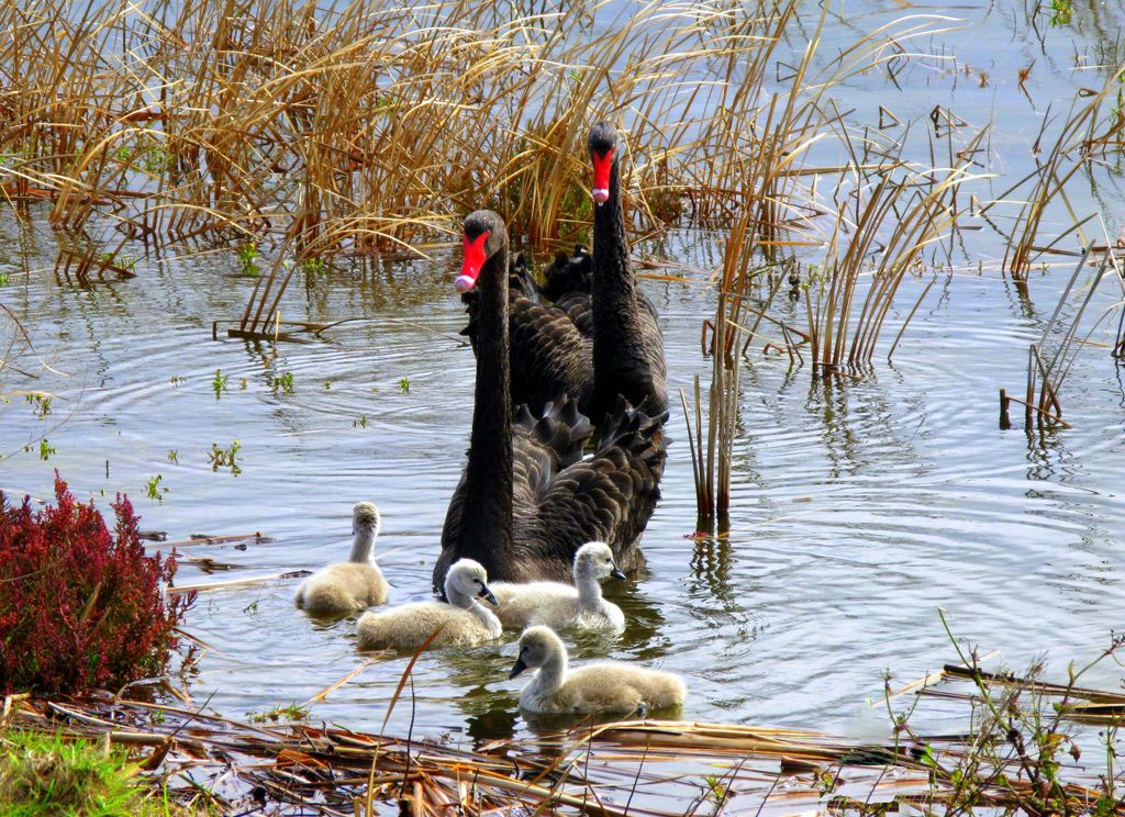Spring Chicks