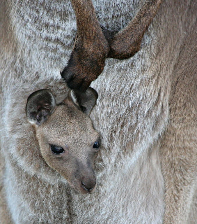 In the Pouch