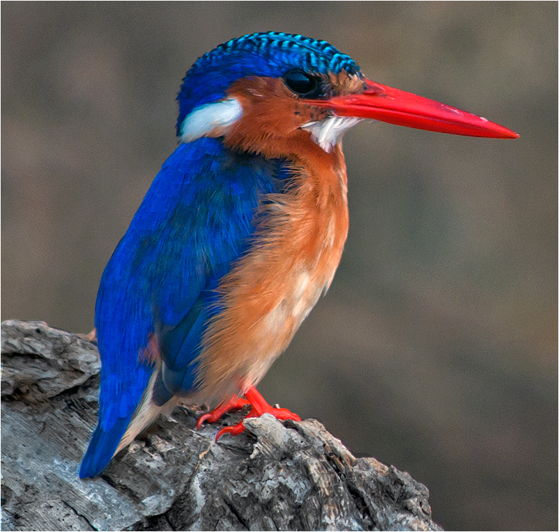 Malachite Kingfisher