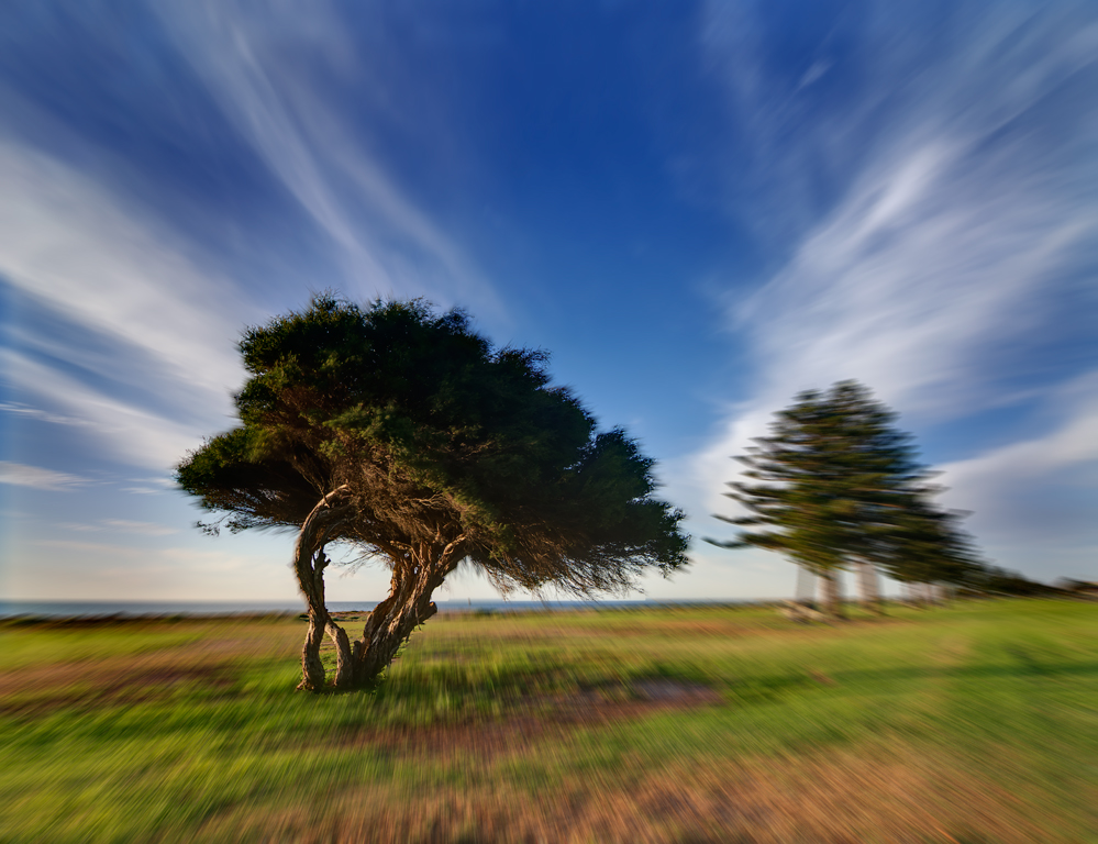 Tree Zoom