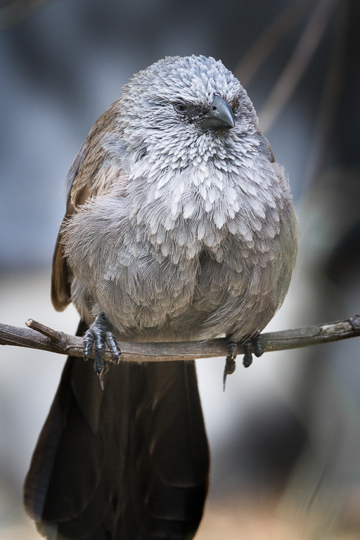 Apostlebird