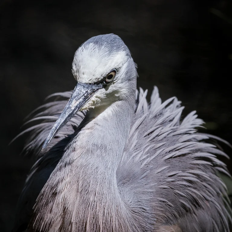 Heron