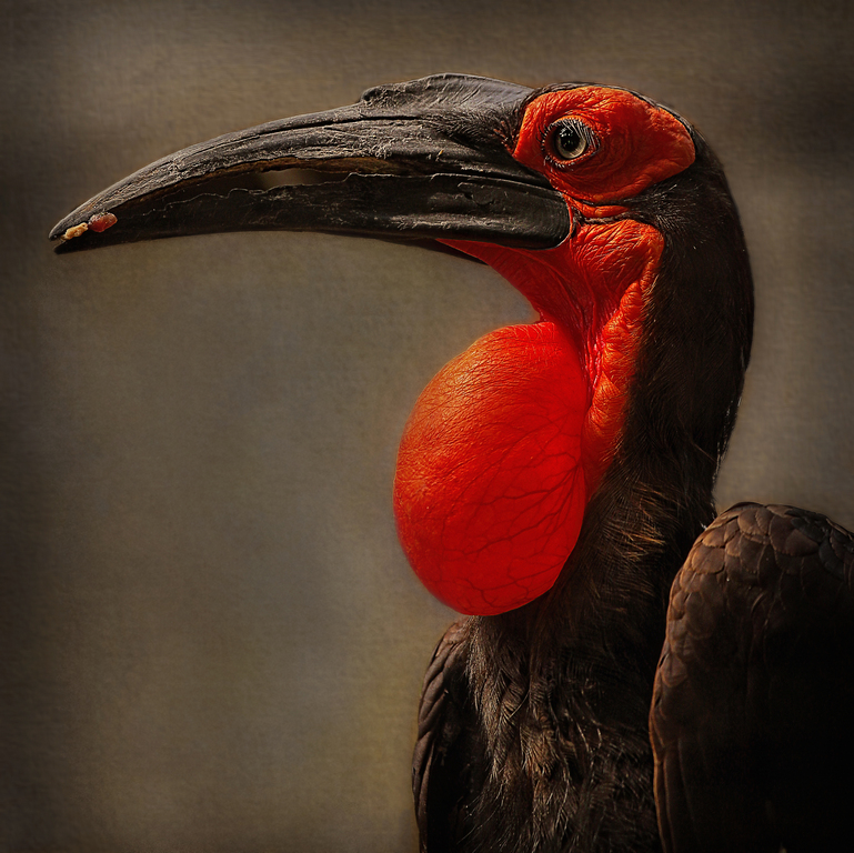 Southern Hornbill