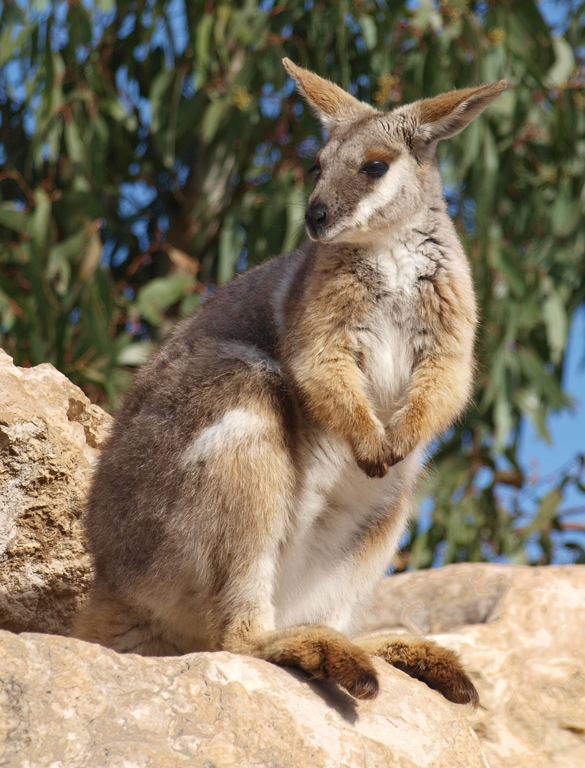 Yellow Footed Rock Wallaby