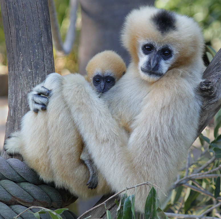 Mother and Young