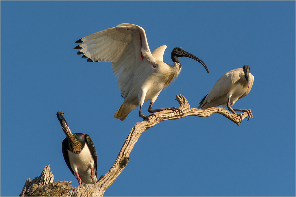 Alpha Ibis