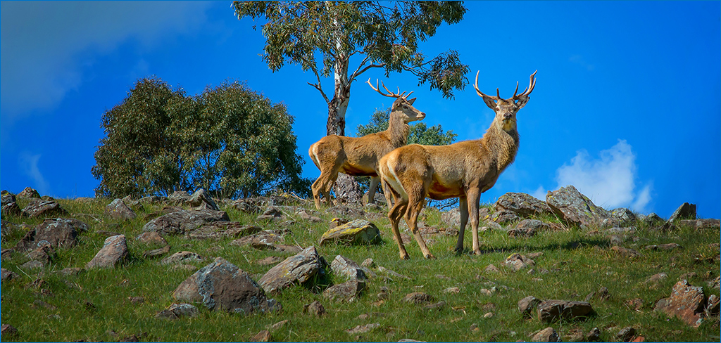 Stags at Attention