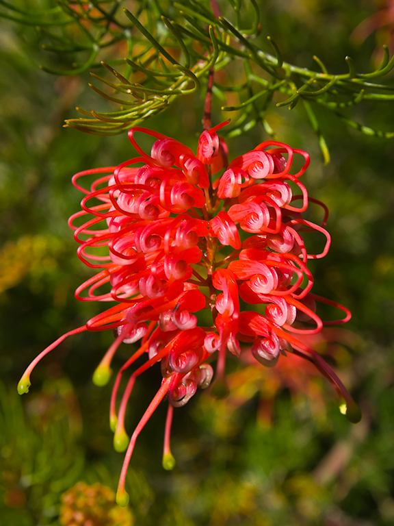 01_allric_1.3_grevillea_flower.jpg