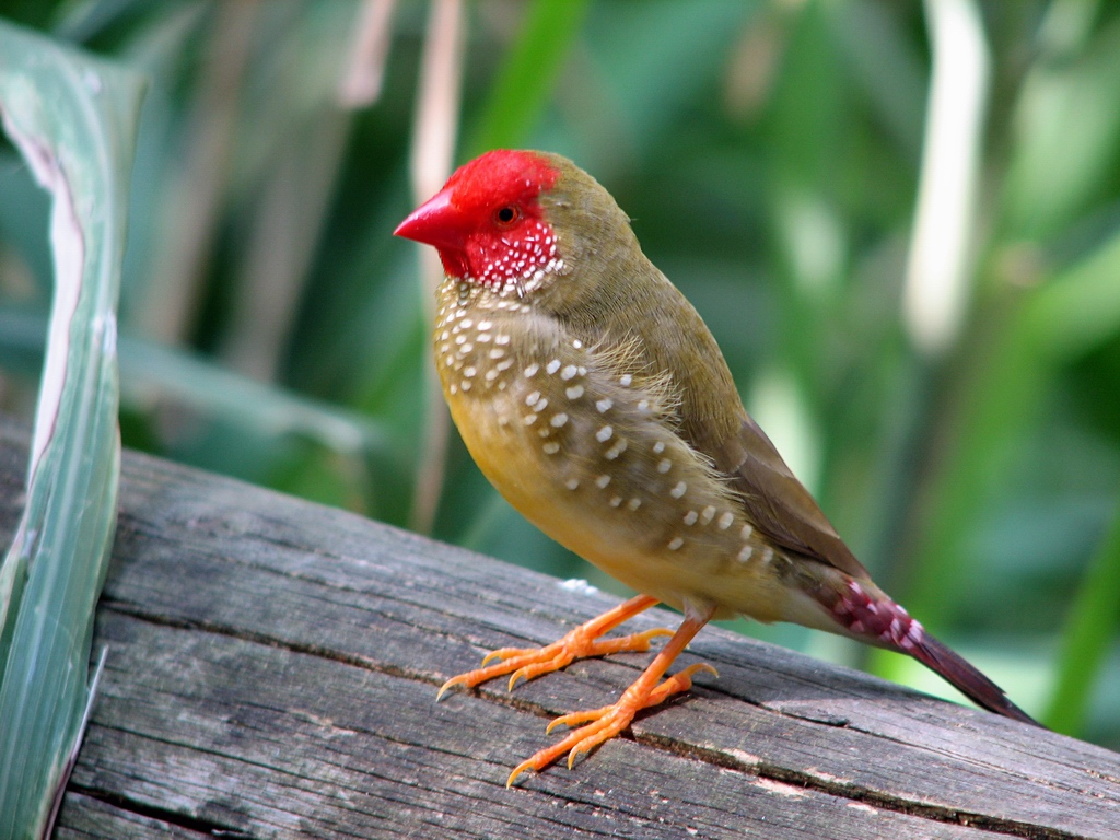 01_barpam_1.1_star_finch.jpg