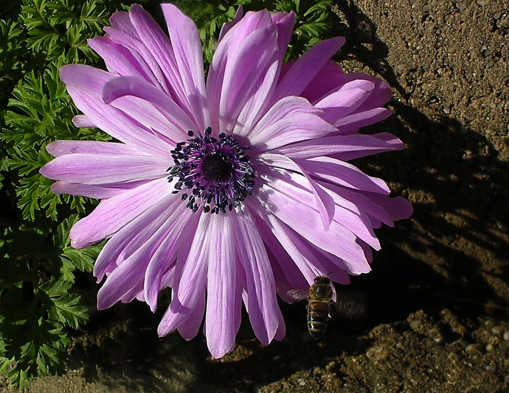01_hocjen_1.2_flower_and_bee.jpg
