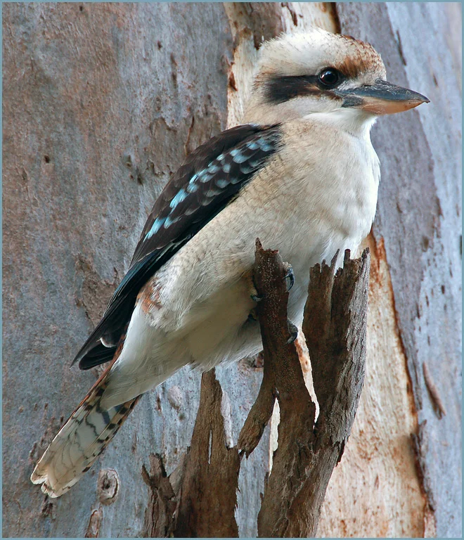 03_hodjoh_3.4_laughing_kookaburra.jpg
