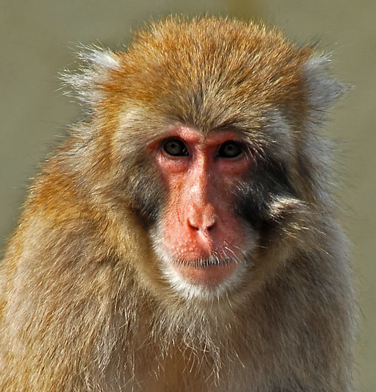 03_holren_3.2_monkey_about.jpg