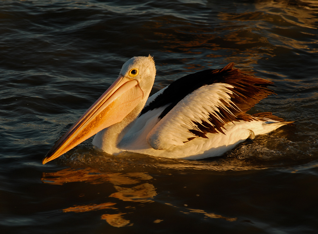 03_holros_3.3_pelican.jpg