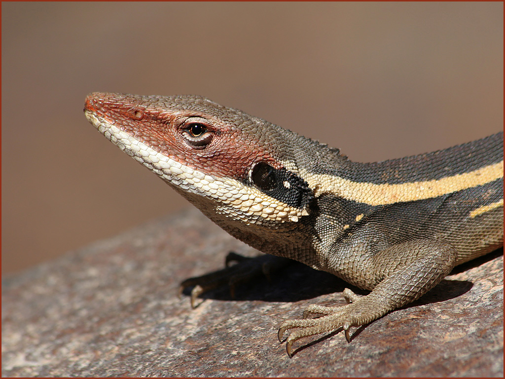 03_smidav_3.3_dragon_portrait-1.jpg