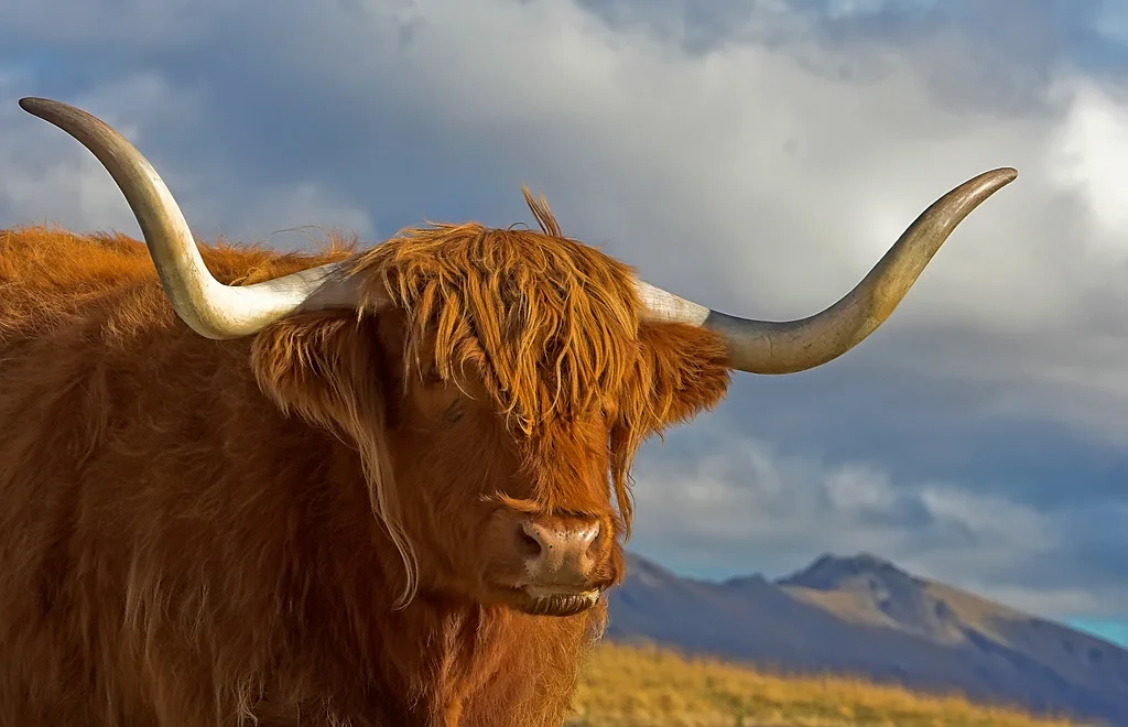 03_stybar_3.2_highland_cow.jpg