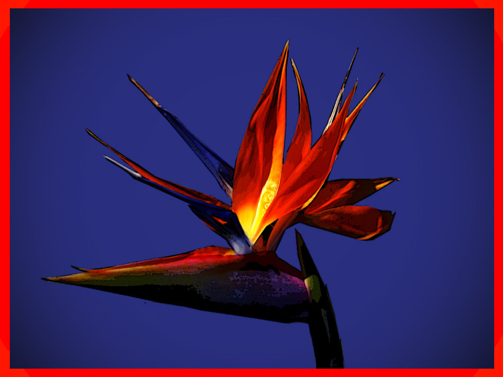 05_jacron_5.1__bird_of_paradise.jpg