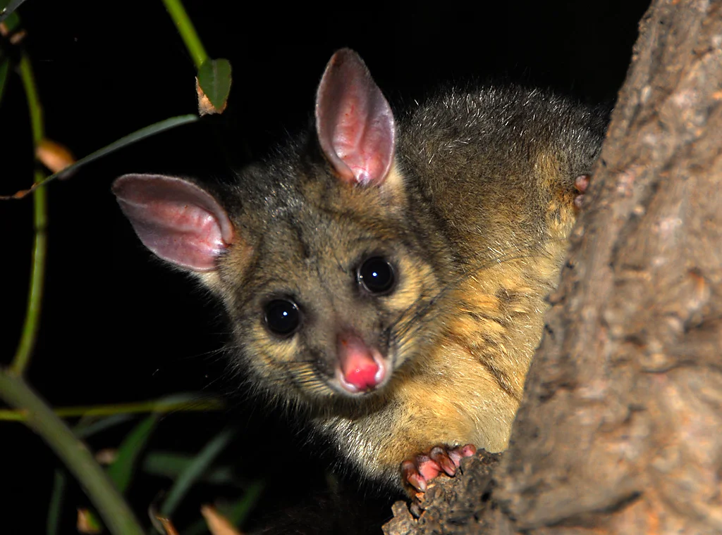 06_jacron_6.3_possum_2.jpg