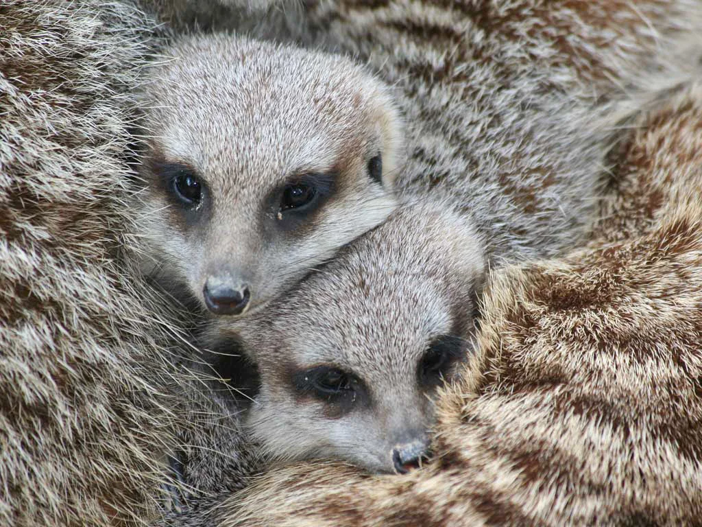 01_smidav_1.1_meercat_snuggle.jpg