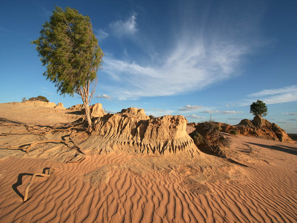 01_smidav_1.2_mungo_trees.jpg