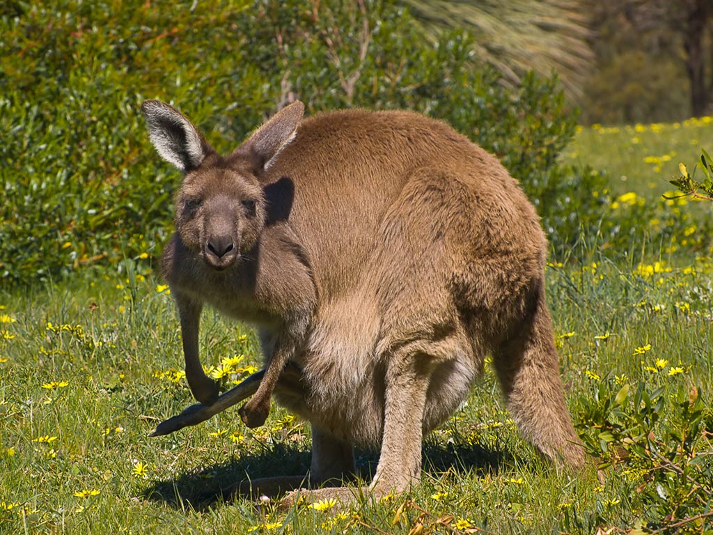 03_allric_3.4_deep_creek_kangaroo.jpg