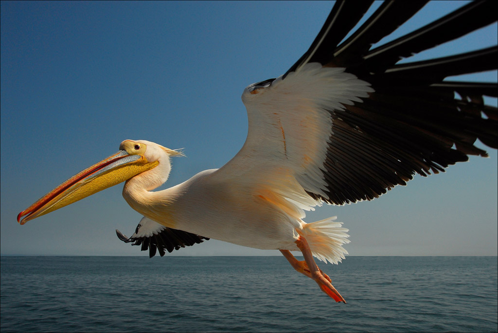 03_hodjoh_3.1_african_pelican.jpg