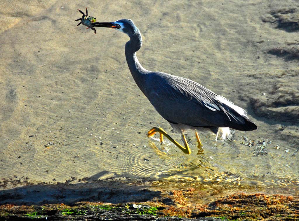 03_hodjoh_3.3_heron_with_crab.jpg