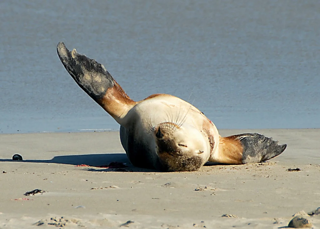 03_holren_3.4_seal_wave.jpg