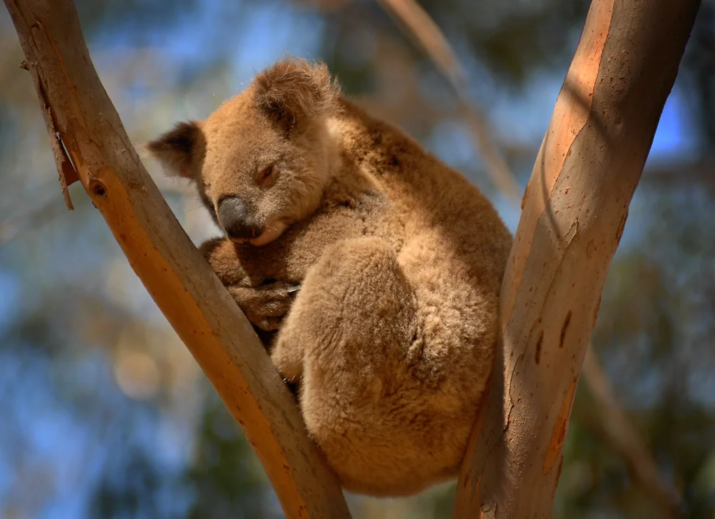 03_holros_3.1_kangaroo_island_koala.jpg