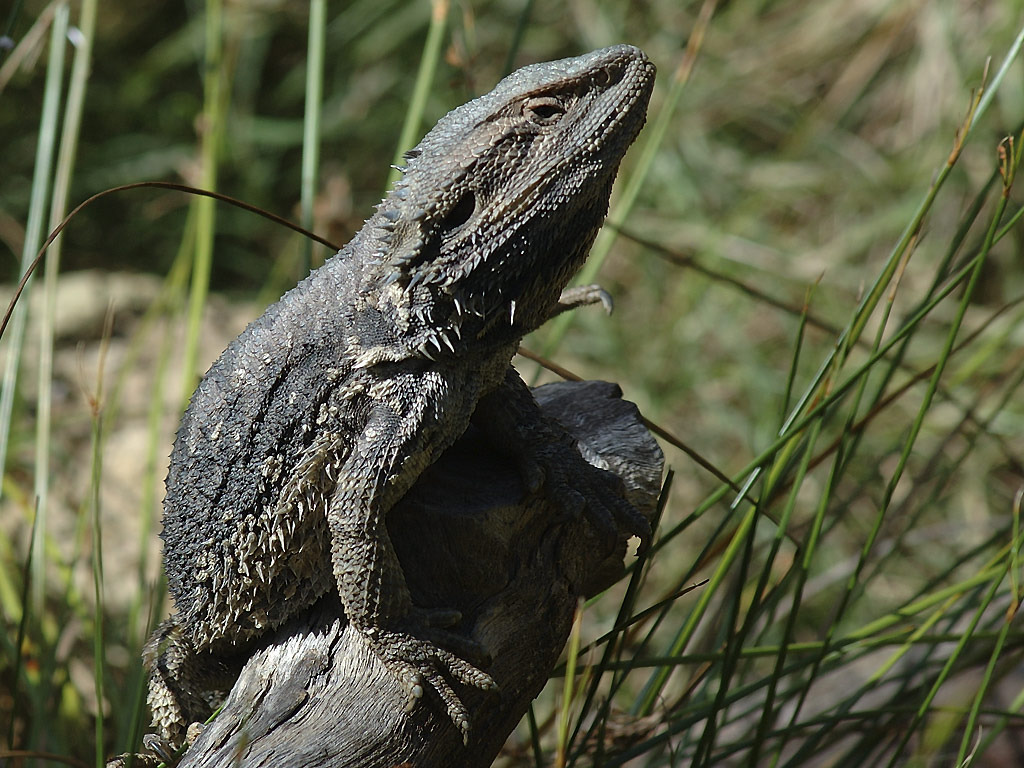 03_jacron_3.3_lazy_lizard.jpg