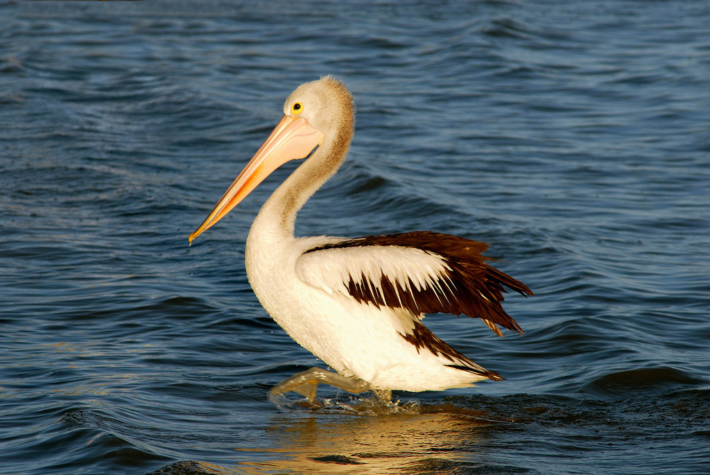 06_holren_6.3_pelican_walk.jpg