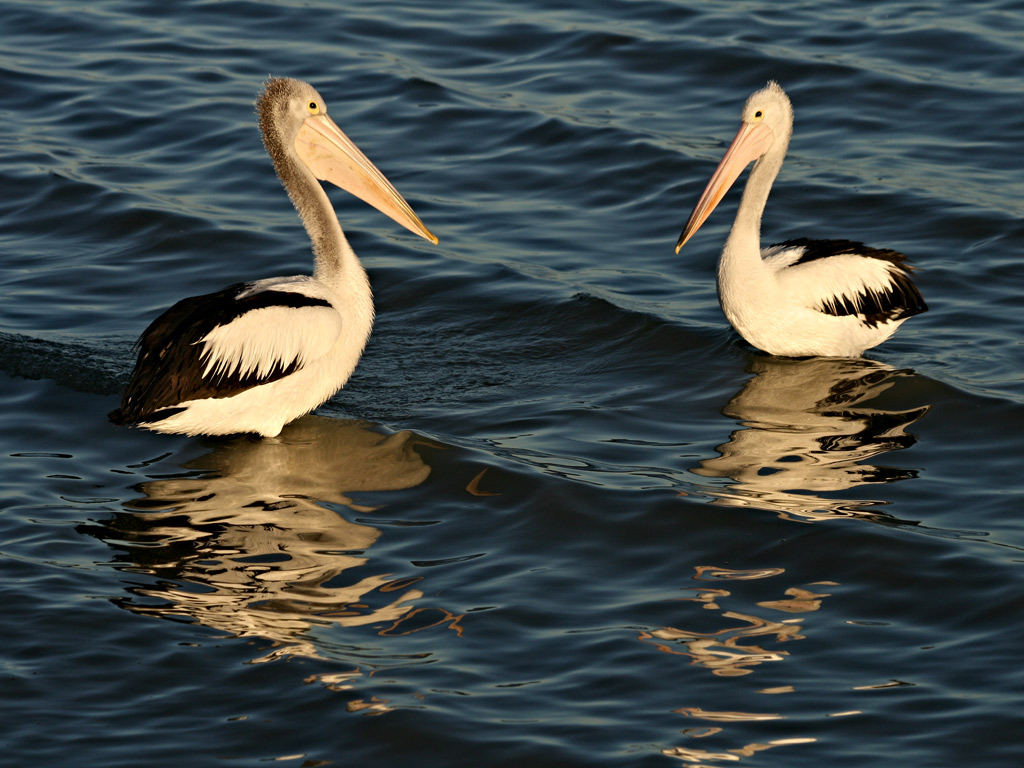 06_smidav_6.1_pair_of_pelicans.jpg