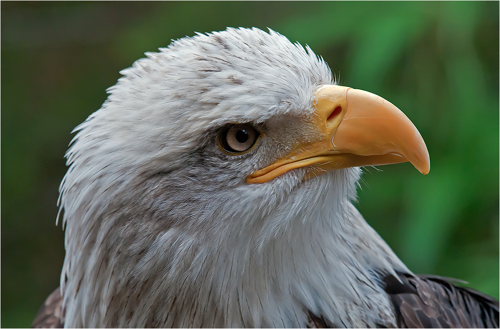 BALD EAGLE - John hodgson 