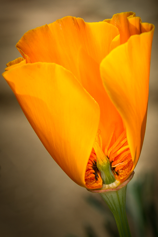 Poppy - Corliss Gustavson