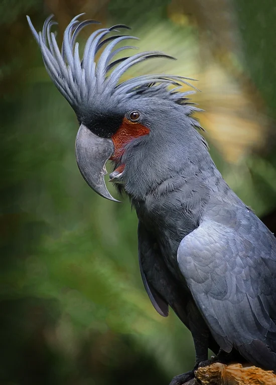 terenceg@chariot[net[au]1~PDI~PDI B Grade~2.jpg