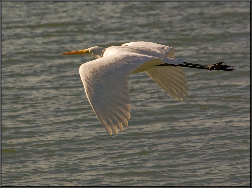 Speechless@internode[on[net]1~PDI 3~PDI A Grade~4.jpg