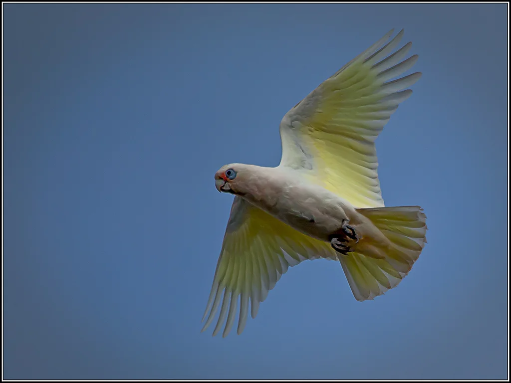 Speechless@internode[on[net]1~PDI 3~PDI A Grade~1.jpg