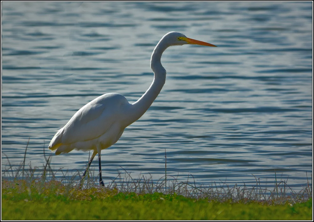 Speechless@internode[on[net]1~PDI 3~PDI A Grade~3.jpg