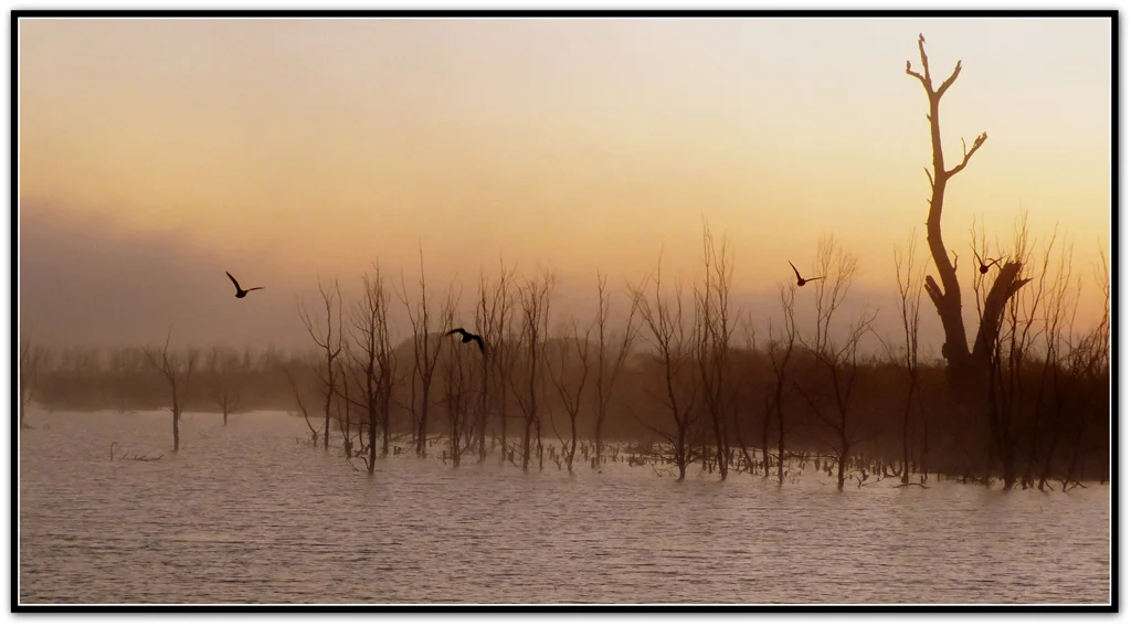 brooksda3@bigpond[com]1~PDI 6~PDI A Grade~4.jpg