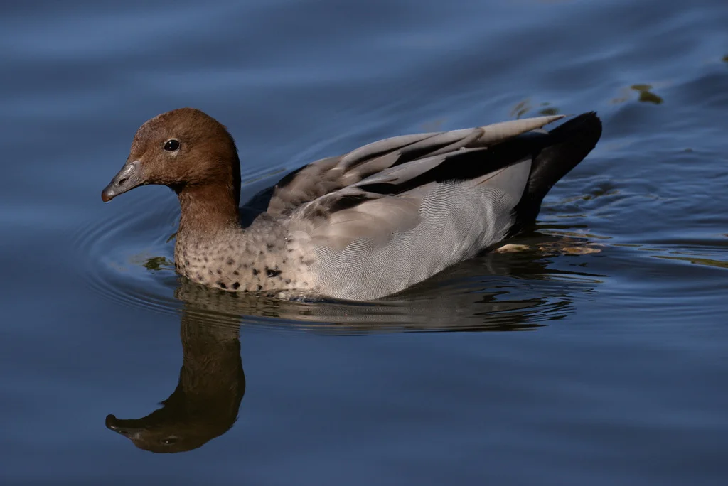 davidcgsmith@netscape[net~PDI 6~PDI A Grade~4.JPG