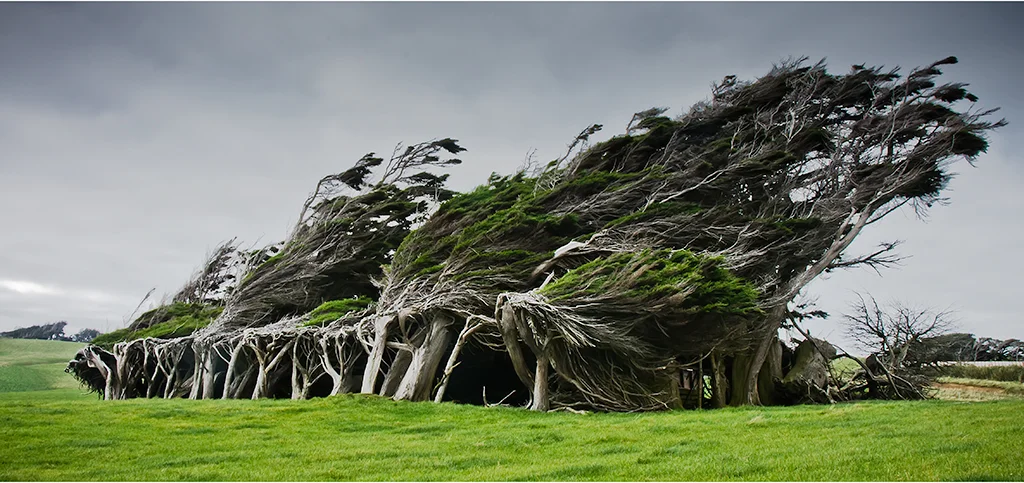 1.3_seibar_truly_windswept.jpg