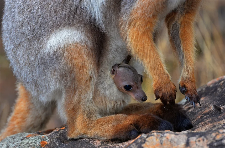 David Smith - Safely in the Pouch
