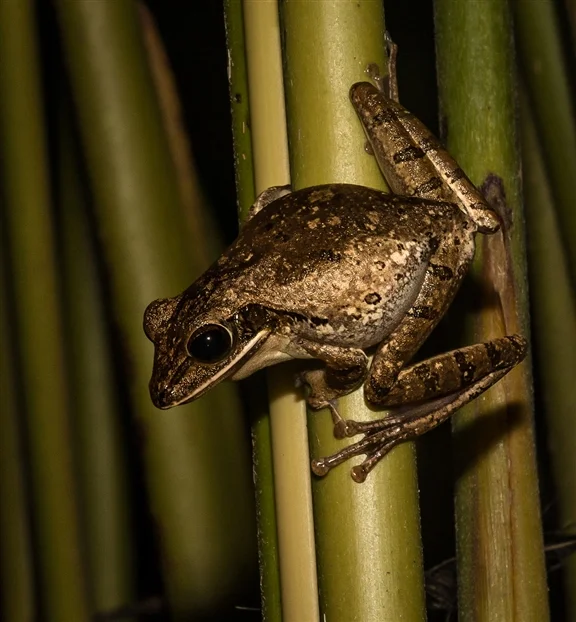Terry Gooley - Tree Frog