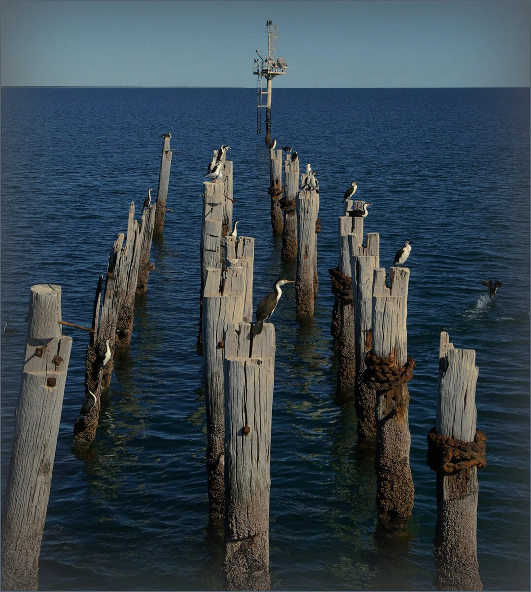 brooksda3@bigpond[com]1~PDI~Oscars PDIs~3.JPG