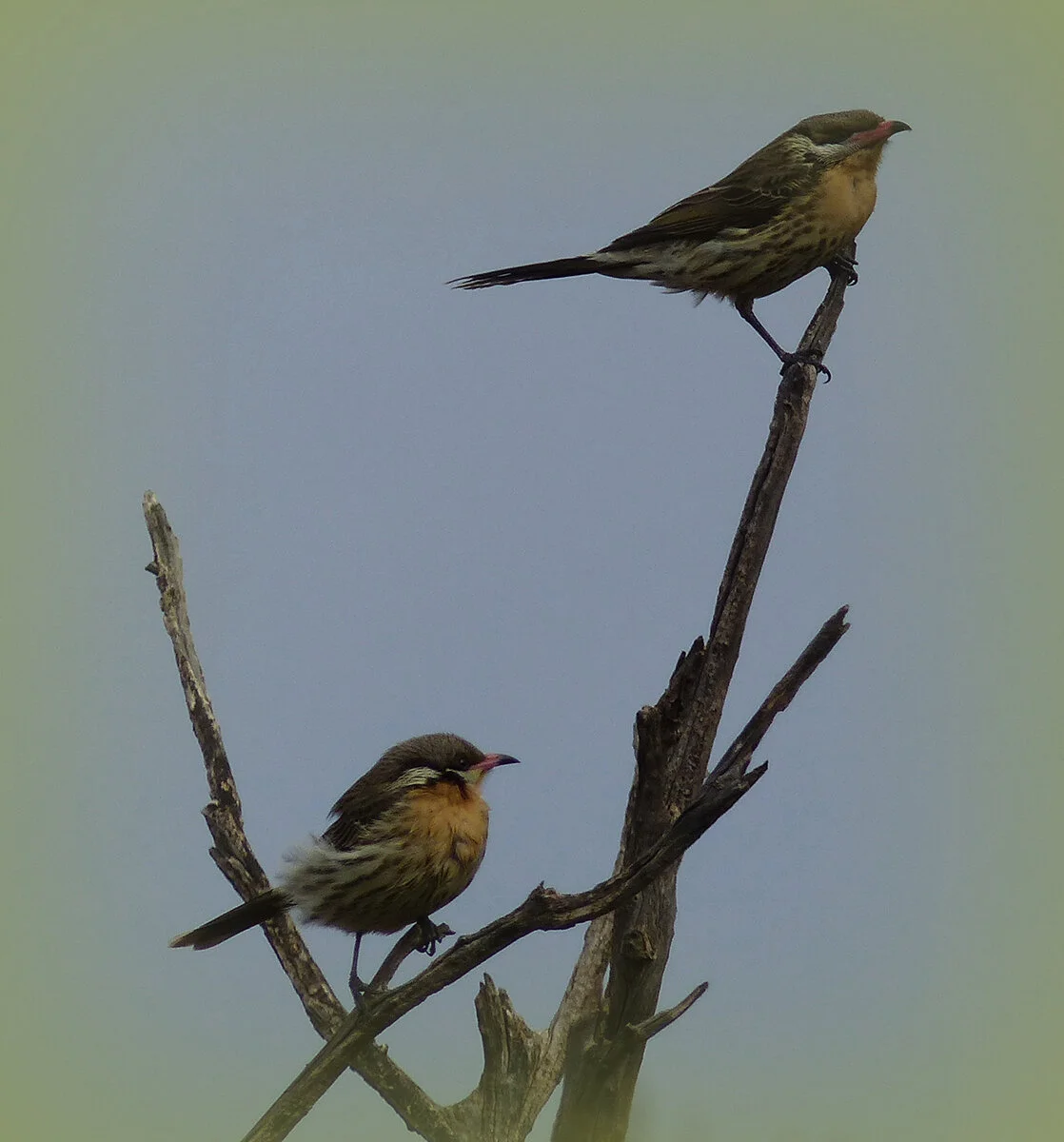 brooksda3@bigpond[com]4~PDI~Oscars PDIs~2.JPG