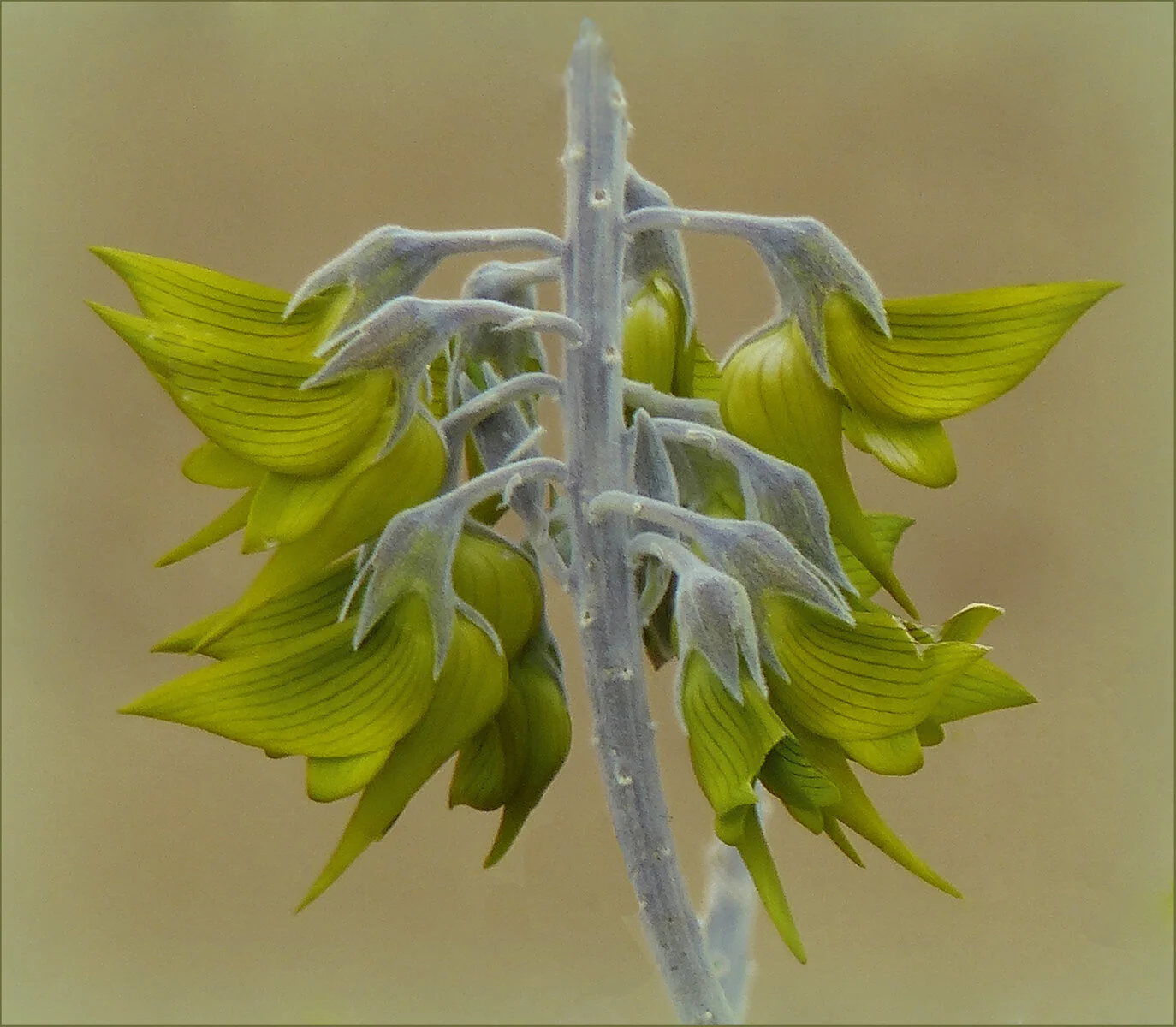 brooksda3@bigpond[com]4~PDI~Oscars PDIs~3.JPG