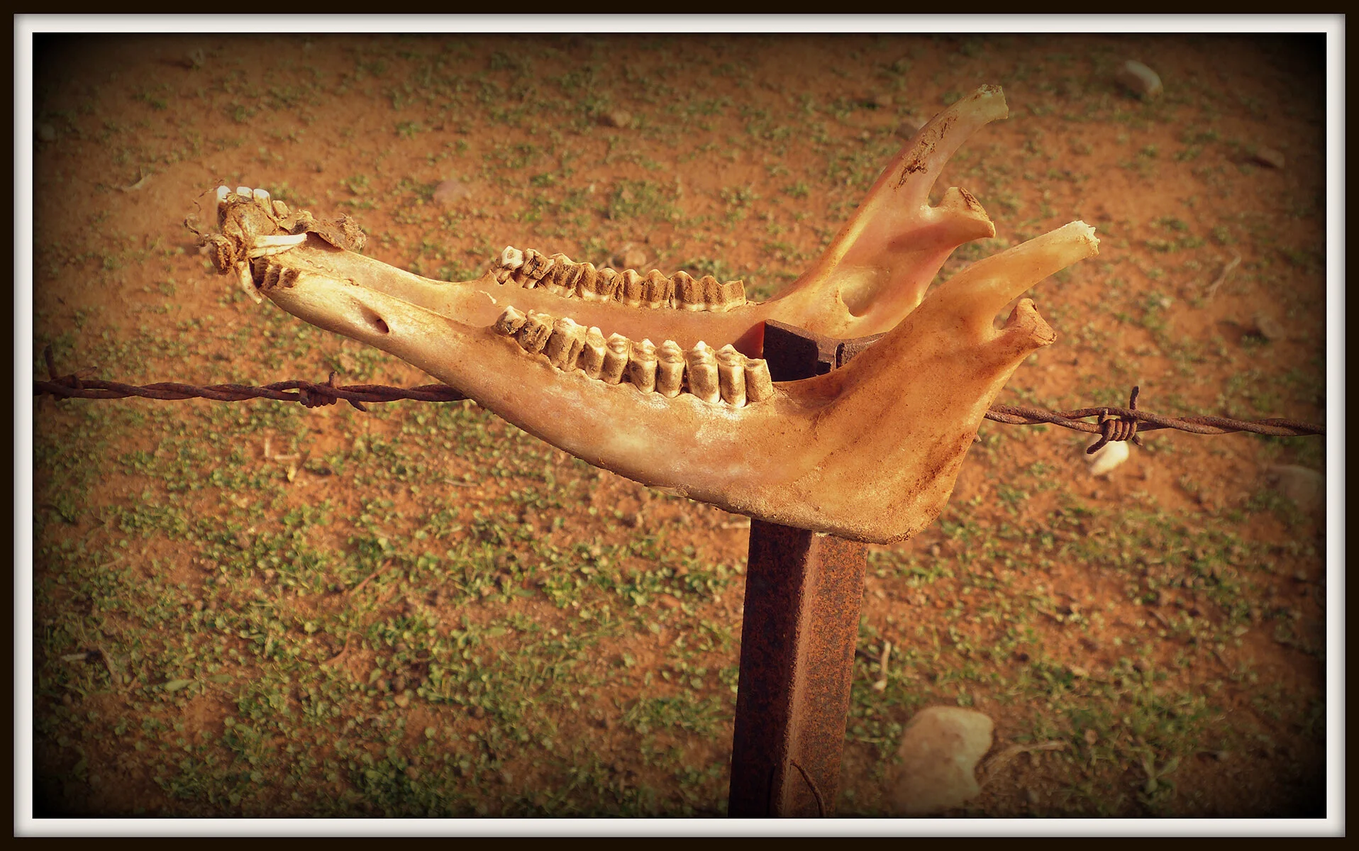 brooksda3@bigpond[com~PDI~Oscars PDIs~3.JPG